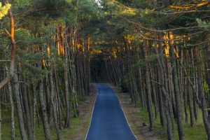 Miškų urėdija skelbia stabdanti kirtimus „Natura 2000“ teritorijose