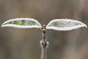 Dienos horoskopas 12 Zodiako ženklų (lapkričio 21 d.)