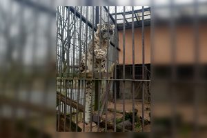 Sugraudino vaizdas zoologijos sode: panašu, kad leopardas nebyliai prašė pagalbos