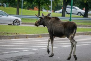 Rekordiškai išaugo nelaimių keliuose – kas kaltas?