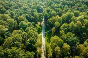 Kauno Ąžuolyno atgimimas tęsiasi: šimtamečių ąžuolų parką papildys nauji medeliai