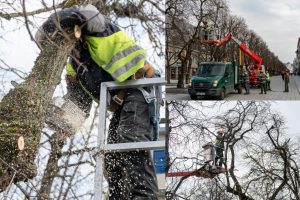 Laisvės alėjoje kertamos liepos traukia praeivių dėmesį