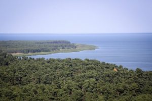 Prokuratūra: miško kirtimai Kuršių nerijos nacionaliniame parke yra teisėti