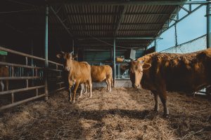 Tauragės rajone degė ūkinis pastatas, užduso bulius