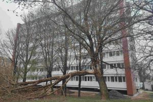 Klaipėdiečiai piktinasi dėl nulūžusios medžio šakos: nepašalinama daugiau nei metus