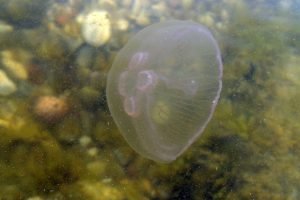 Transliacija internete sukėlė diskusijų audrą: vaikai traiškė medūzą ir rengė jos laidotuves