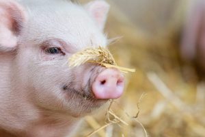 Klaipėdos rajono ūkyje fiksuotas trečias šiemet afrikinio kiaulių maro židinys