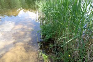 Prienų rajone kūdroje rastas vyro kūnas