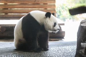 Berlyno zoologijos sodas laukia gimstant pandų mažylio