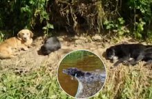 Vaikai neleido nugaišti krante paliktiems šunims: per upę du nešant ant rankų, trečias plaukė pats