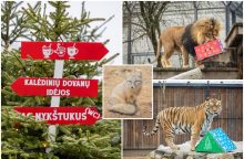 Lietuvos zoologijos sodas pasipuošė Kalėdoms: dovanų sulaukė ir gyvūnai